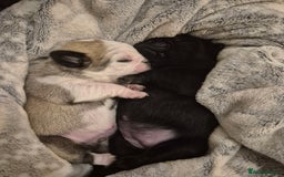 Pug dogs for sale: 2 pug puppies for sale - Image 2