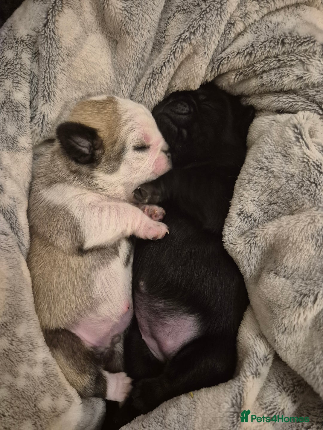 Pug dogs for sale: 2 pug puppies for sale - Image 2