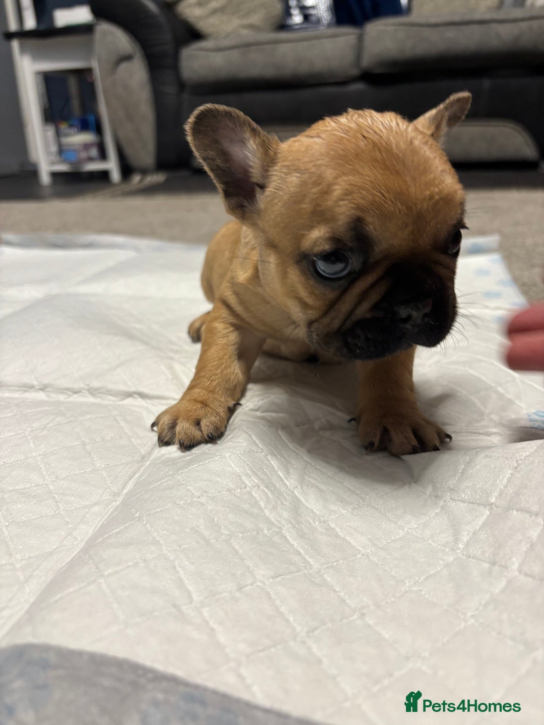 French Bulldog dogs for sale: French bulldog puppies  - Advert 2