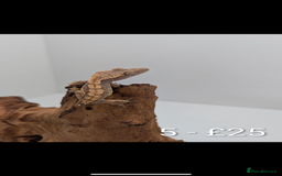Gecko reptiles for sale: Beautiful baby crested geckos! - Image 4