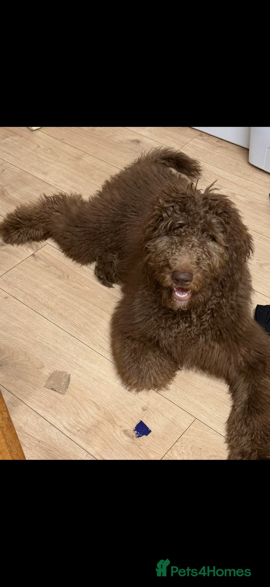 Saint Berdoodle dogs F1b st berdoodle - Advert 9