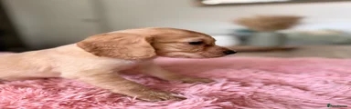 Cocker Spaniel 4