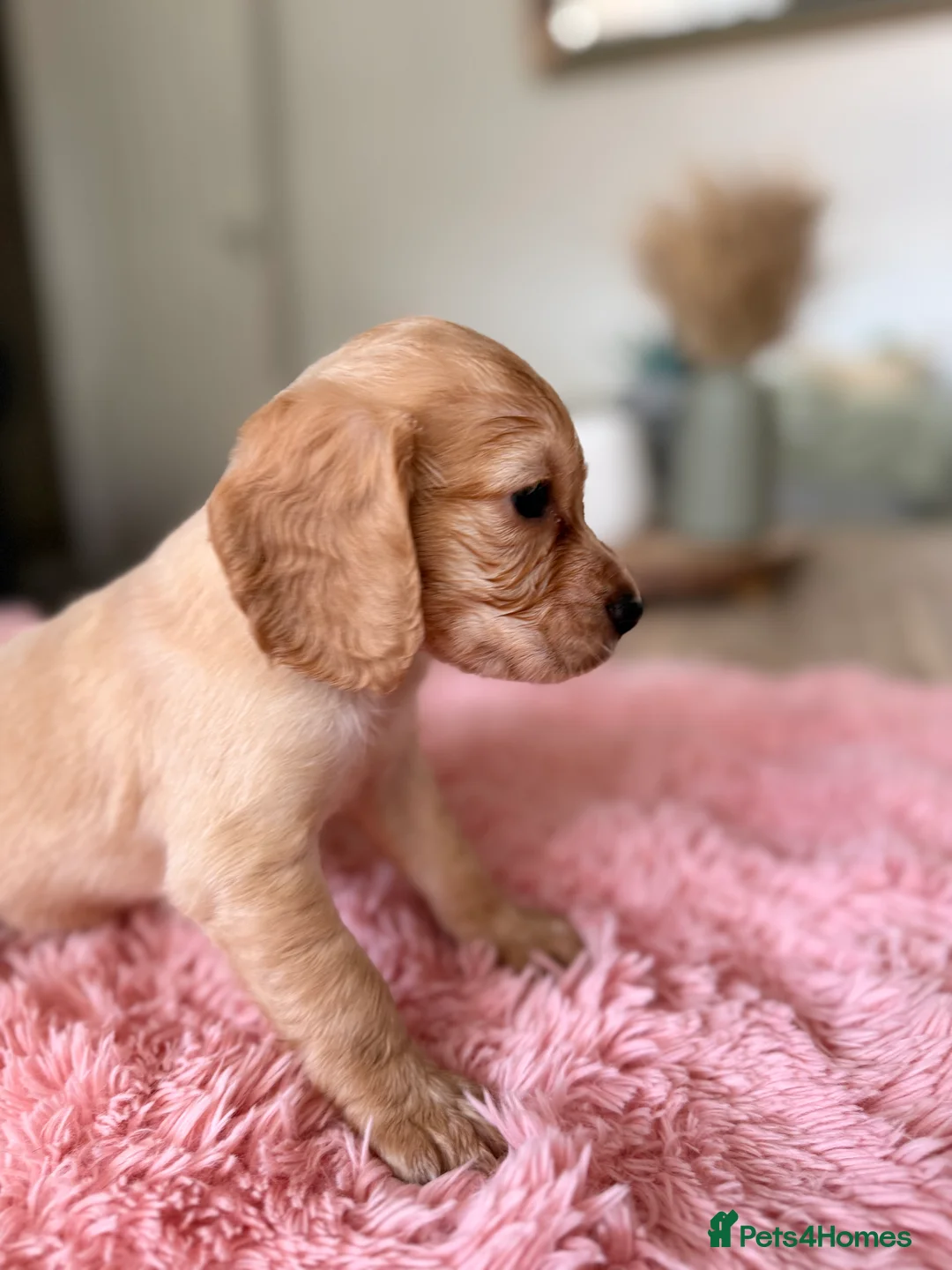 Cocker Spaniel dogs for sale: Beautiful Cocker Spaniel puppies ‼️ - Advert 2