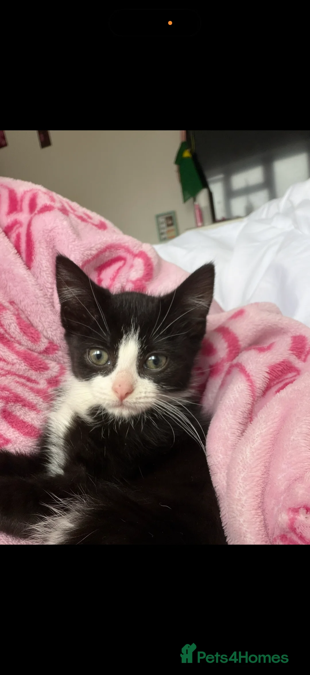 Mixed Breed cats for sale: black & white tuxedo kitten - Advert 4