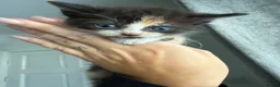Mixed Breed cats for sale: Rare sphynx cross kittens  - Advert 7