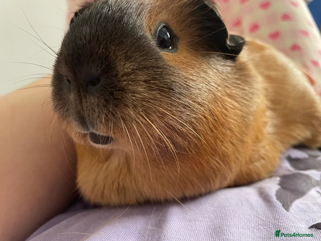 Guinea Pig rodents for sale: Two female guinea pigs  in Bilston - Advert 2