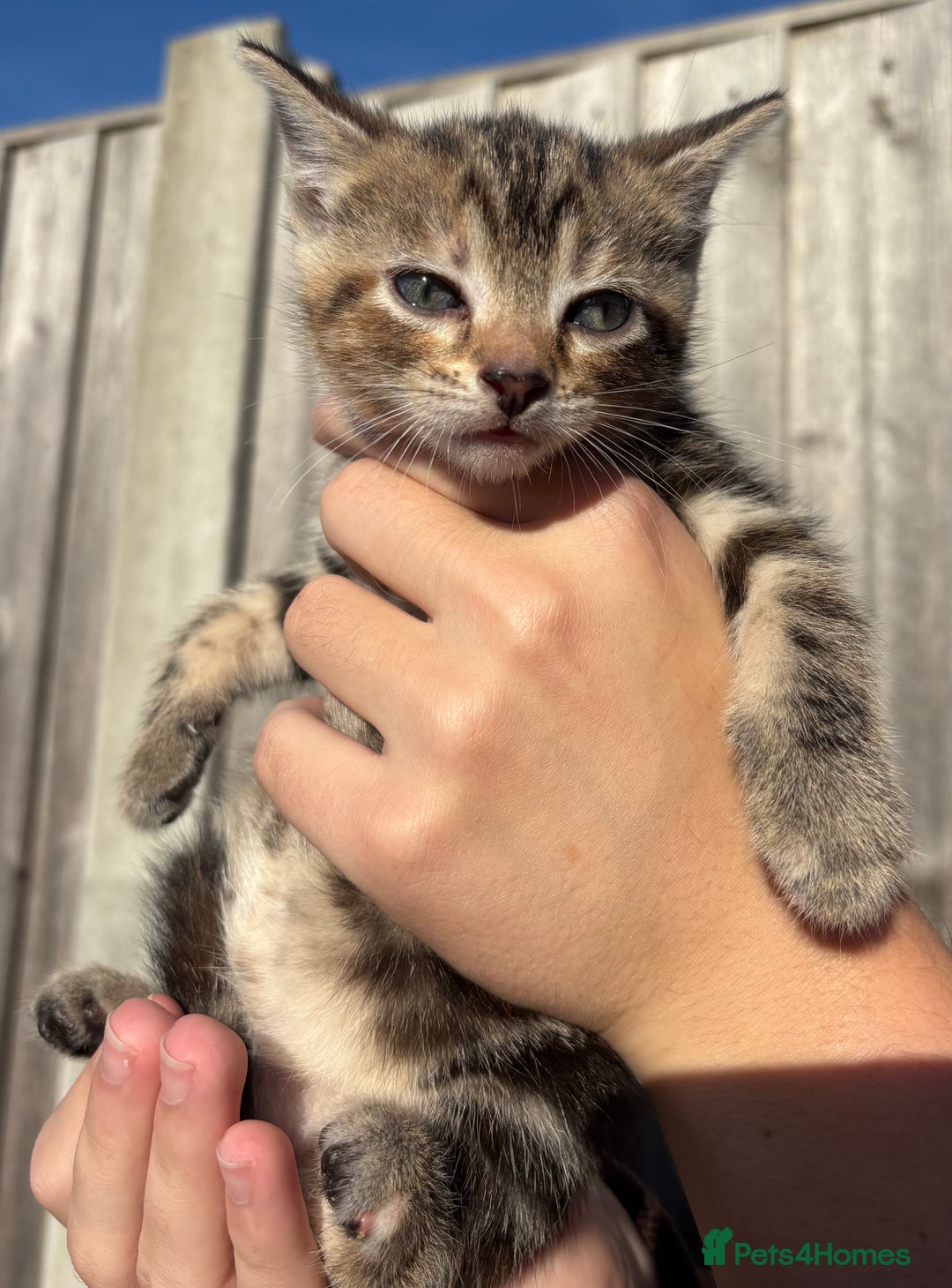Mixed Breed cats for sale: 5 Gorgeous kittens available now - Image 38