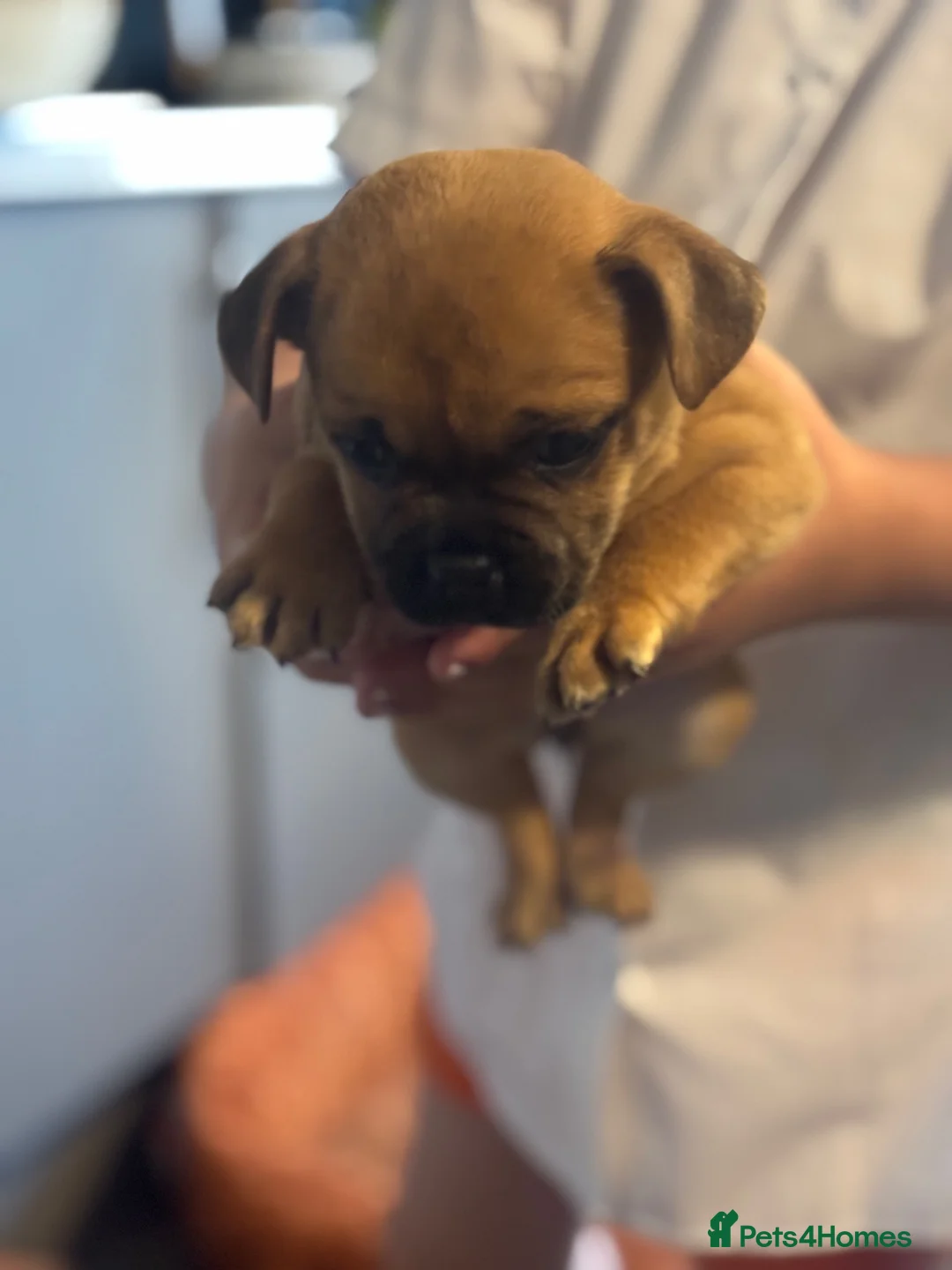 Jug dogs for sale: 5 jug puppies ready for forever families  - Advert 2