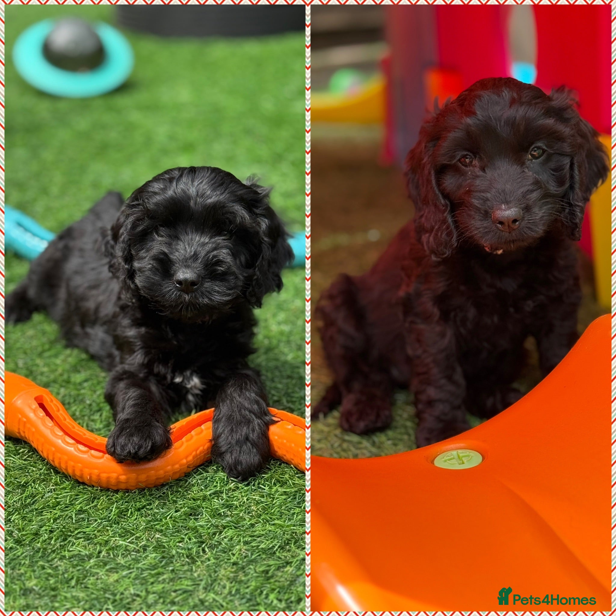 Cockapoo dogs Super cute 2 Tiny Female Cockapoo Pups - Advert 1