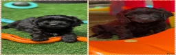 Cockapoo dogs for sale: Super cute 2 Tiny Female Cockapoo Pups - Advert 1