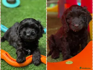 Cockapoo dogs for sale: Super cute 2 Tiny Female Cockapoo Pups - Advert 1