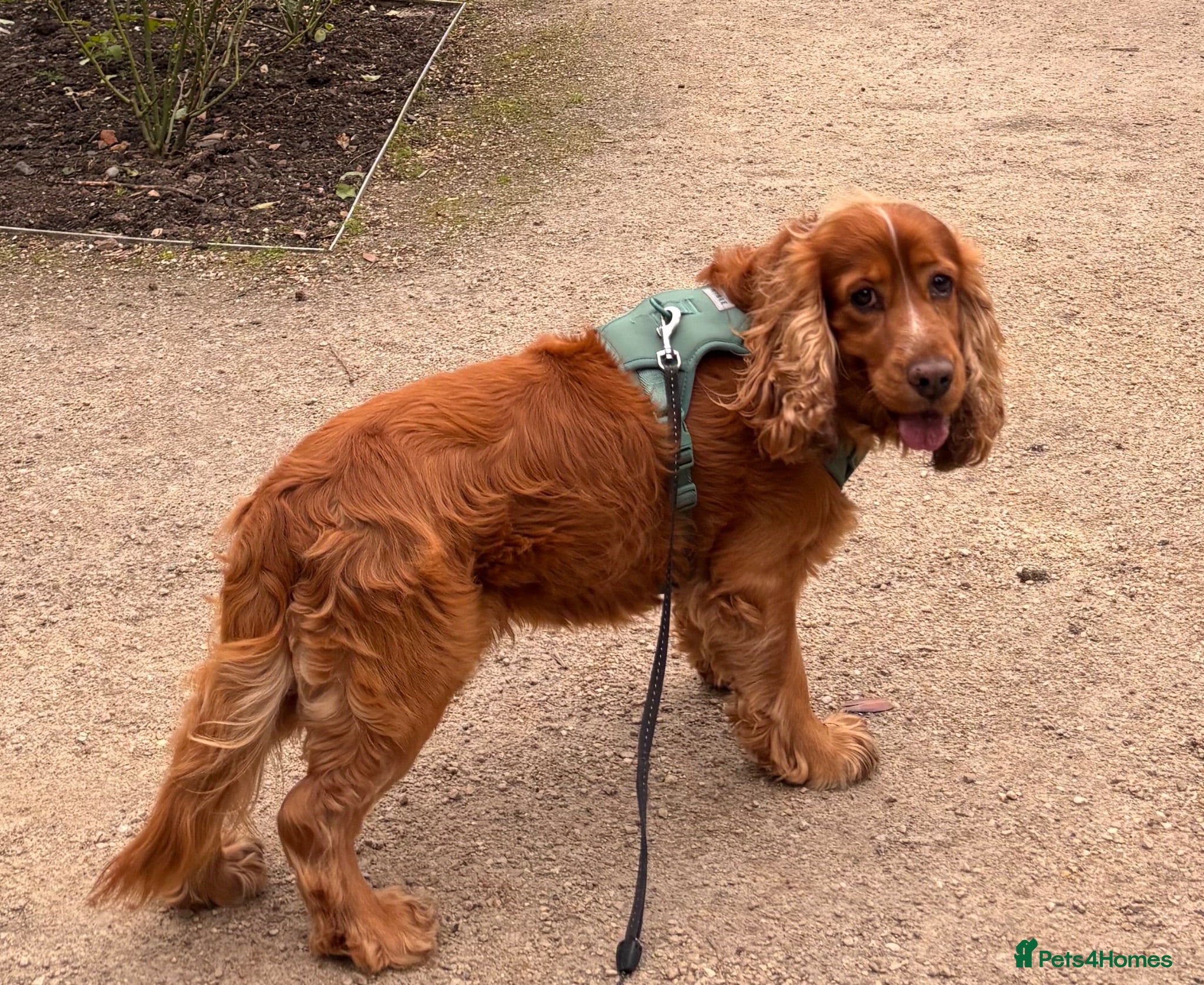 Cocker Spaniel dogs Pedigree Golden Show Cocker Spaniel Stud Available - Advert 15