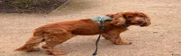 Cocker Spaniel dogs for stud: Pedigree Golden Show Cocker Spaniel Stud Available - Advert 1