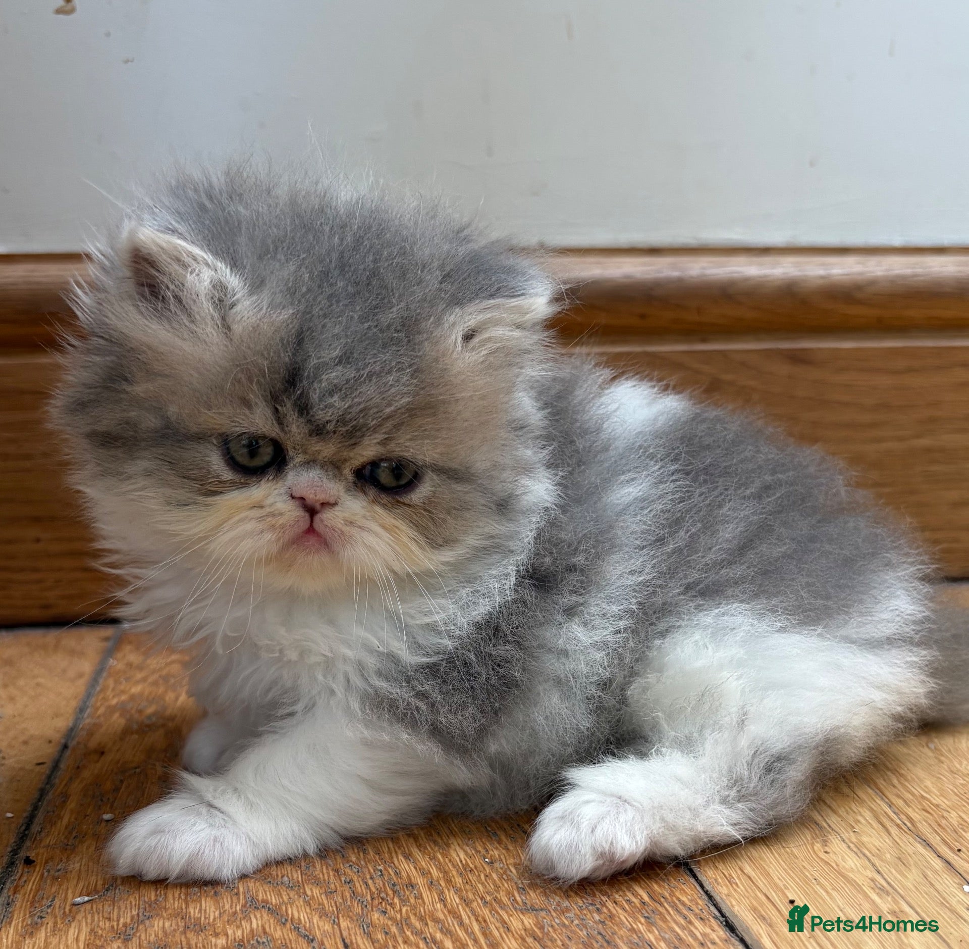 Exotic cats 2 Exotic kittens both fluffy male and female  - Advert 2
