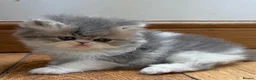 Exotic cats for sale: 2 Exotic kittens both fluffy male and female  - Advert 2