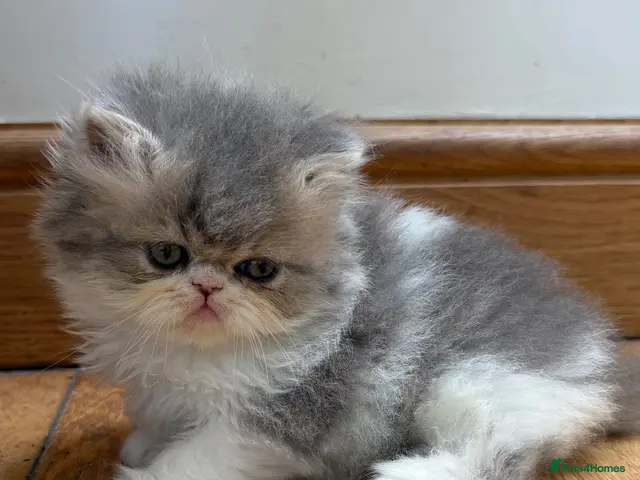 Exotic cats 2 Exotic kittens both fluffy male and female - Advert 2