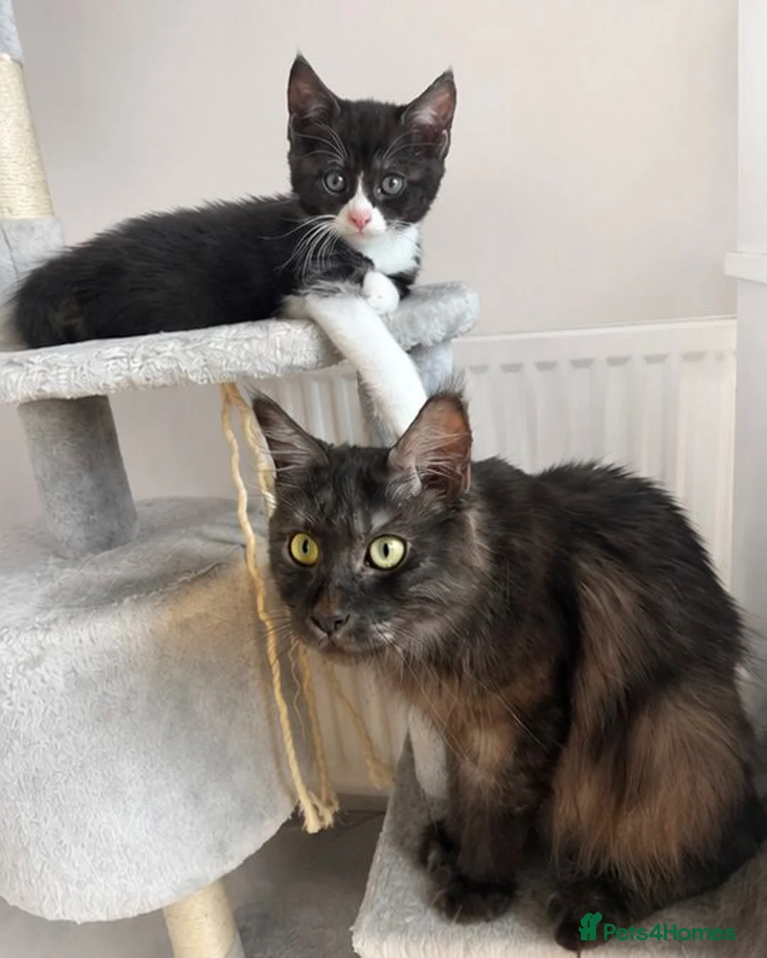 Maine Coon cats for sale: Mainecoon x babies ready now - Advert 2