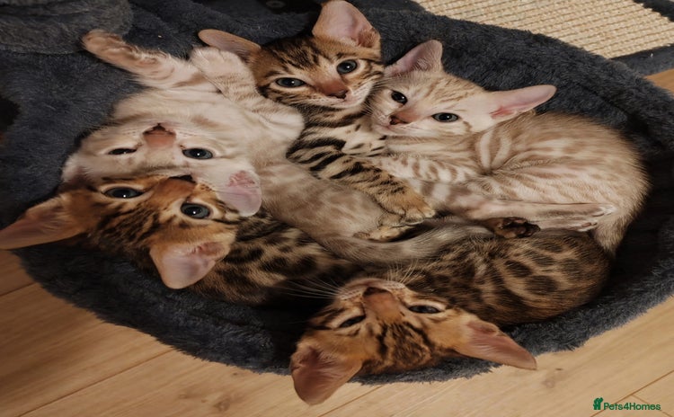 Bengal cats - Advert 1