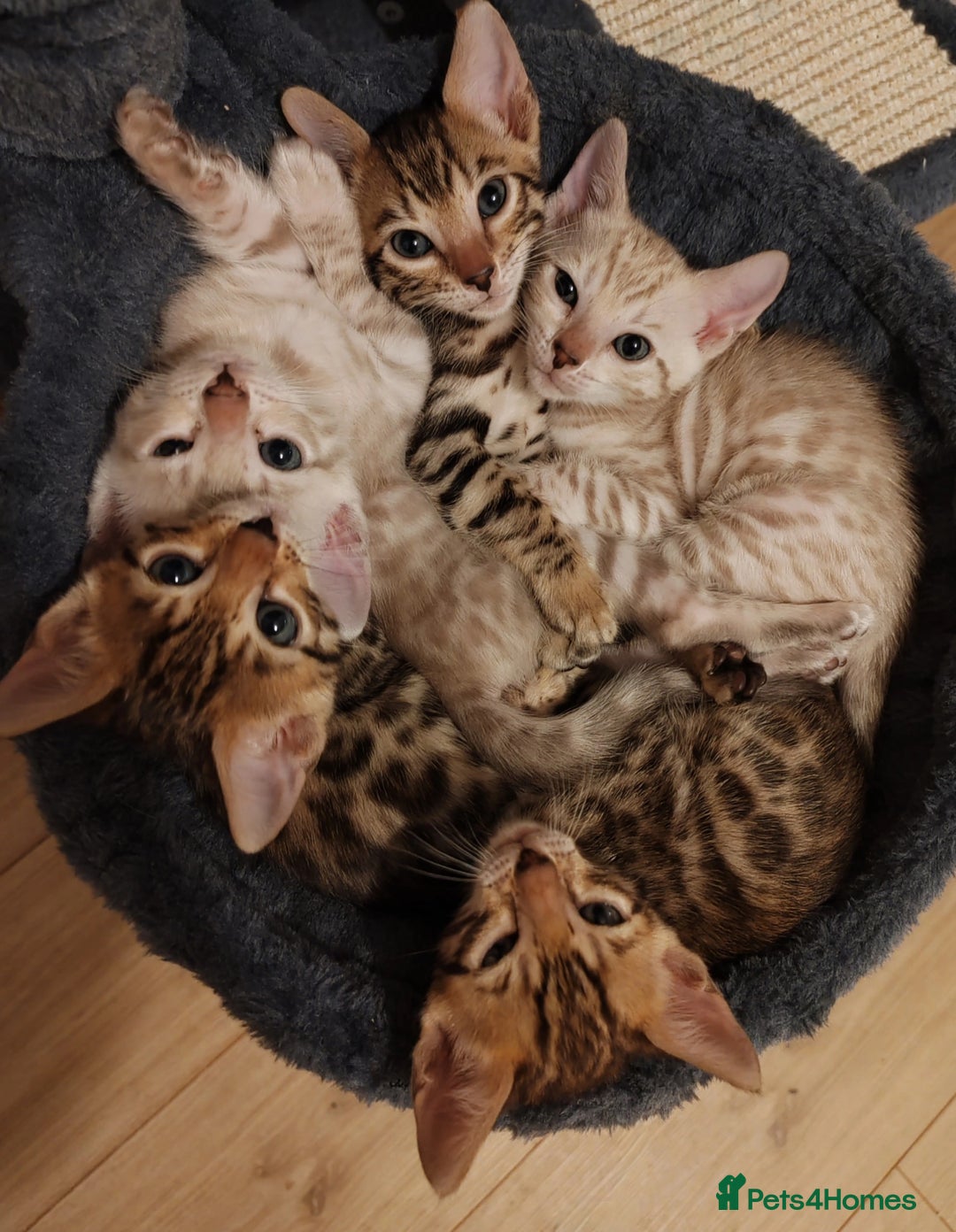 Bengal cats for sale: Bengal cats  - Image 1