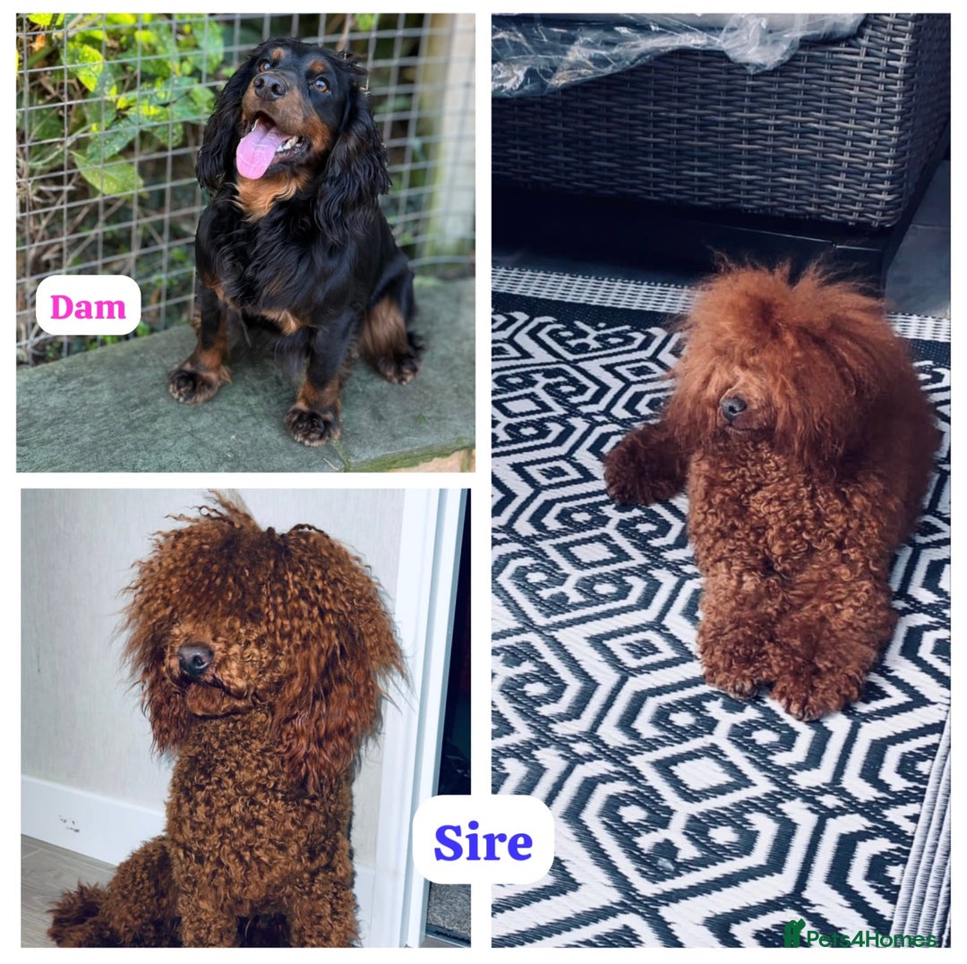 Cockapoo dogs for sale: ** BEAUTIFUL CHOC & EBONY TOY F1 COCKAPOO PUPS ** - Image 5