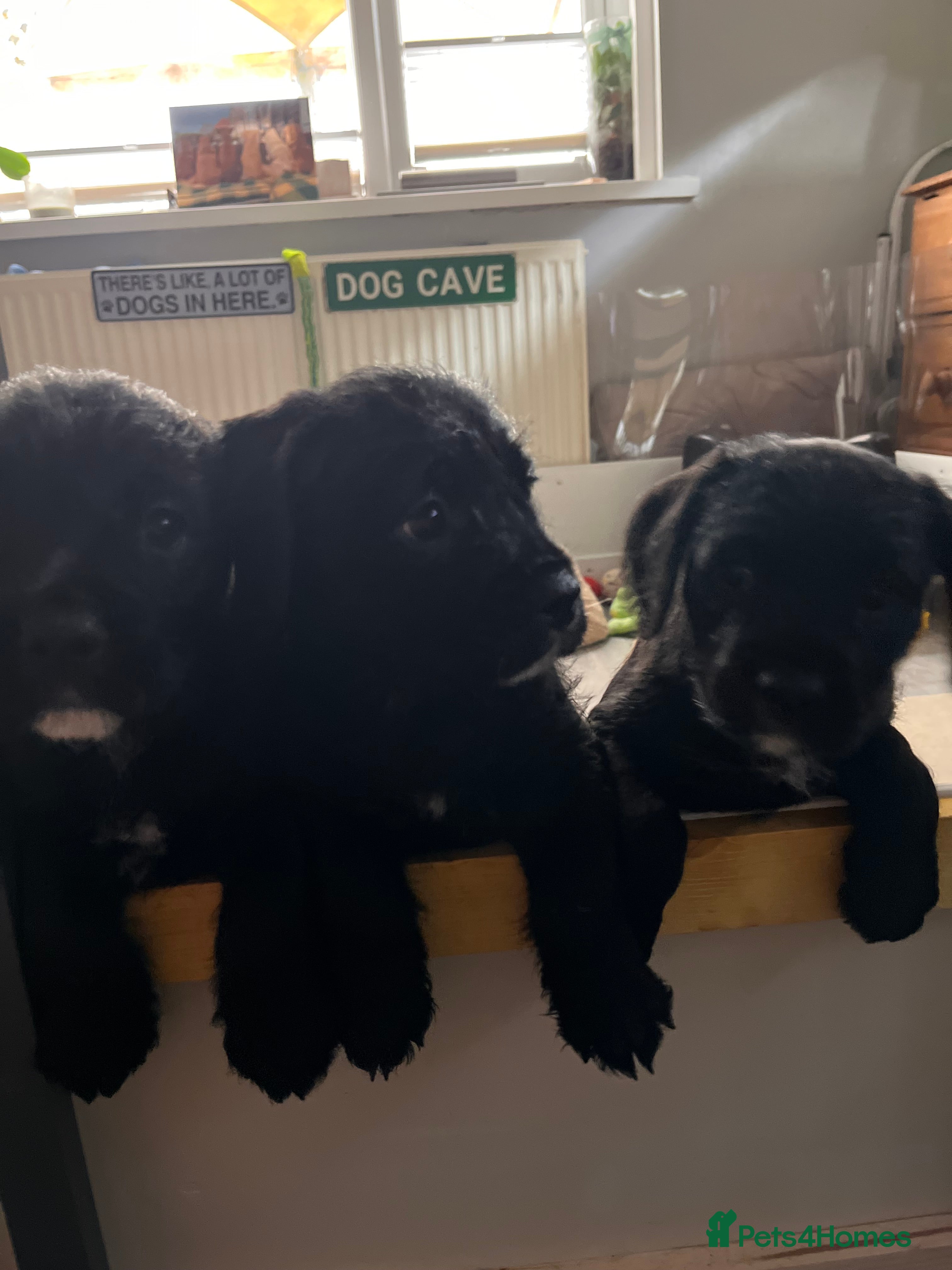 Mixed Breed dogs Boodle pups  - Advert 13