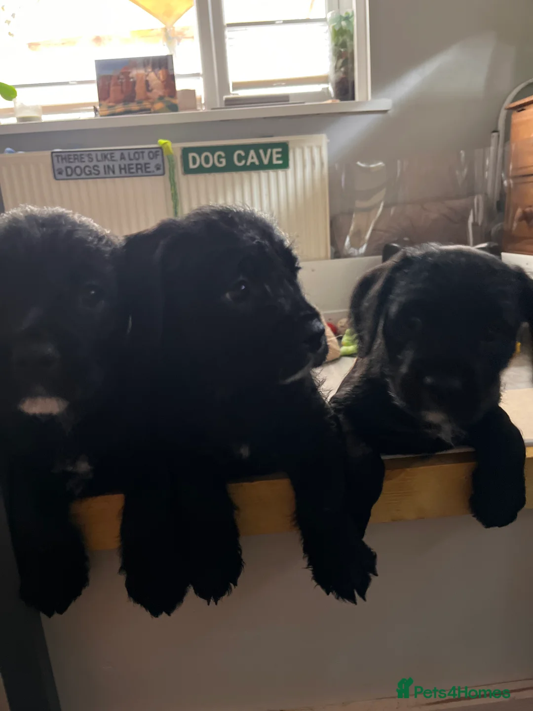 Mixed Breed dogs for sale: Old Tyme English bulldog x poodles “Boodle”pups  - Advert 1