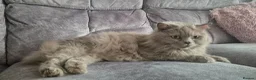 British Longhair cats for sale: Beautifiul Retired Lilac 'Queenie' - Advert 5