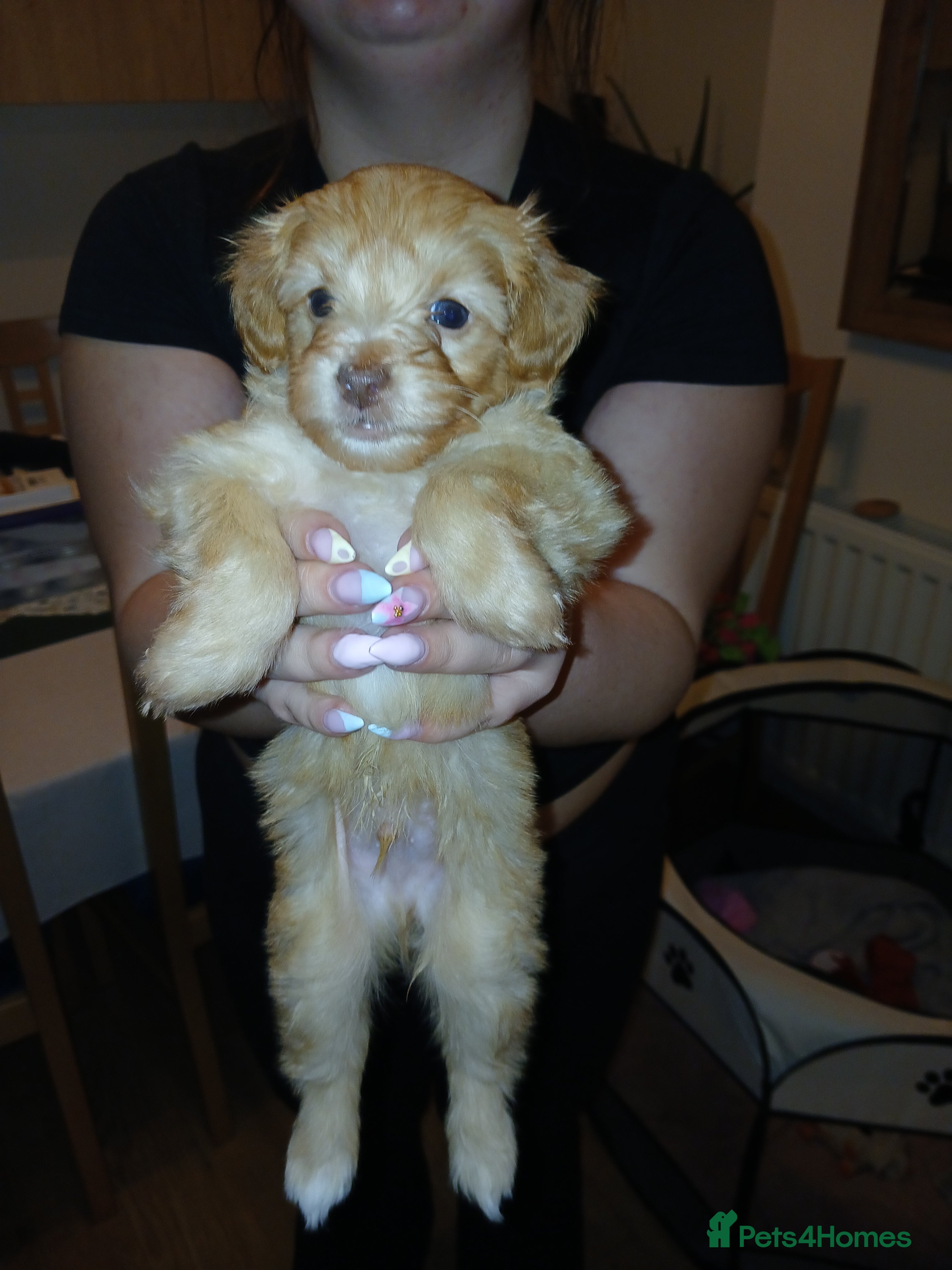 Jackapoo dogs Jackapoo Puppies - Ready 17th March - Advert 1