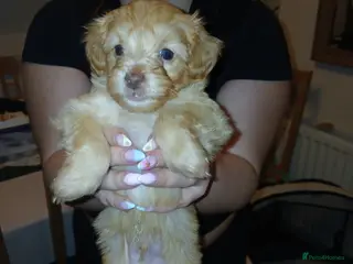 Jackapoo dogs Jackapoo Puppies - Ready 17th March - Advert 18