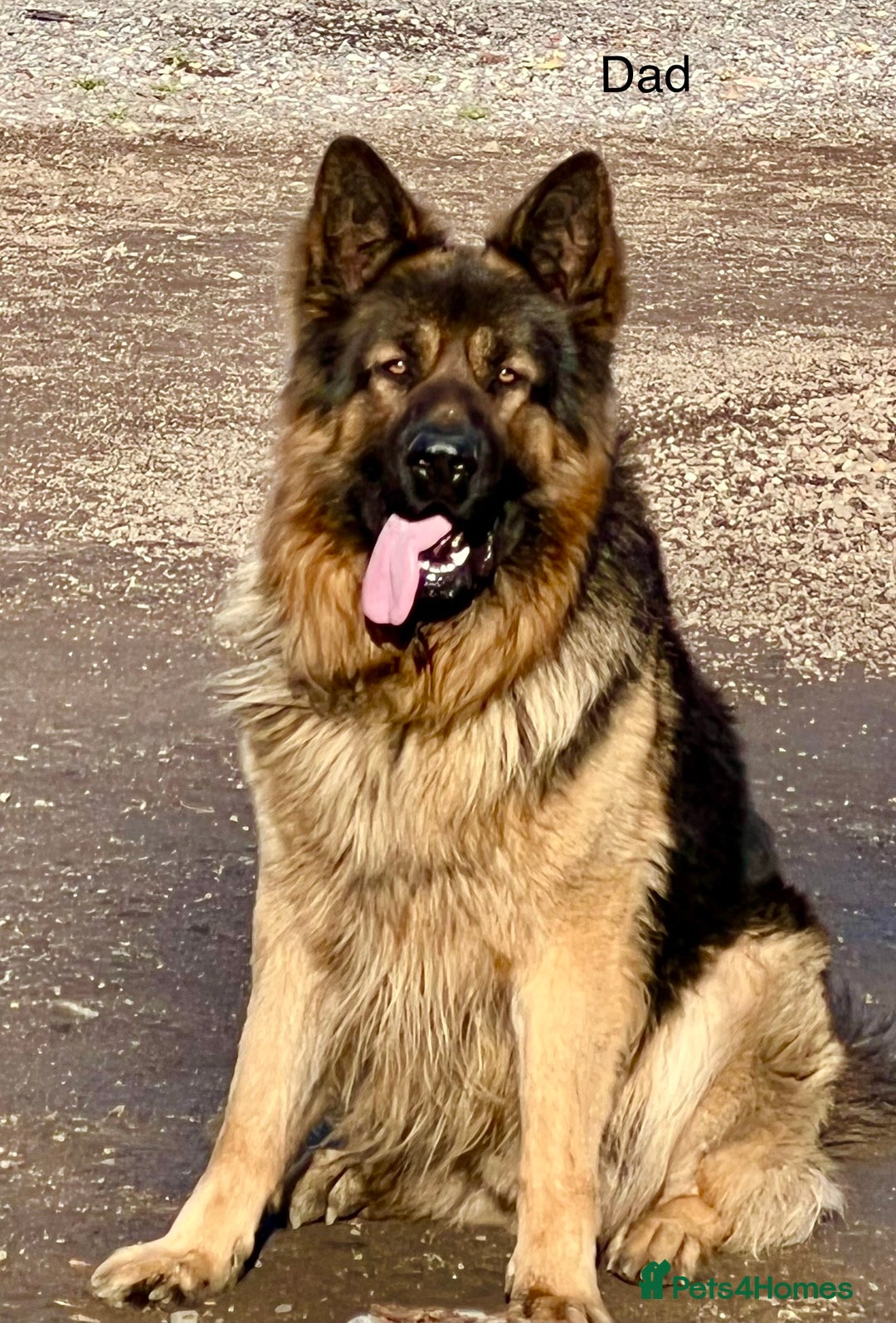 German Shepherd dogs for sale: German shepherd puppies  - Image 6
