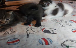 Mixed Breed cats for sale: 4 beautiful kittens - Image 1