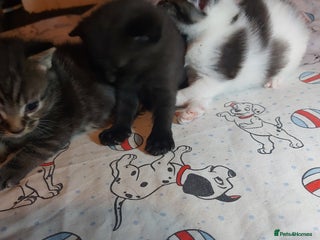 Mixed Breed cats - Advert 7