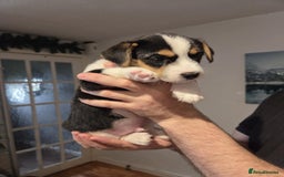 Jack Russell dogs for sale: 3 remaining pups - Image 6