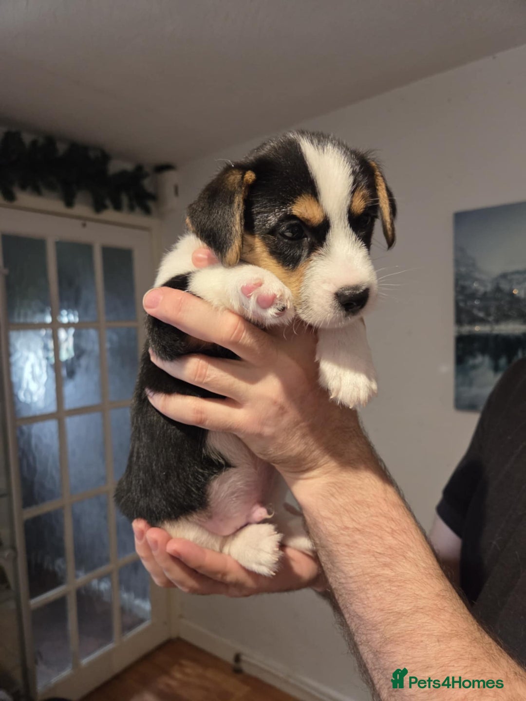 Jack Russell dogs for sale: 3 remaining pups - Image 6