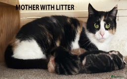 British Shorthair cats for sale: HEALTHY AND LOVING KITTEN FOR REHOUSING. - Image 12
