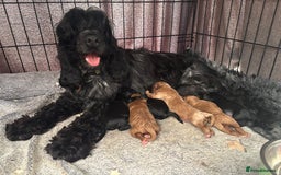 Cockapoo dogs for sale: TOY Cockapoo/ SHOW type F1 / License - Image 14