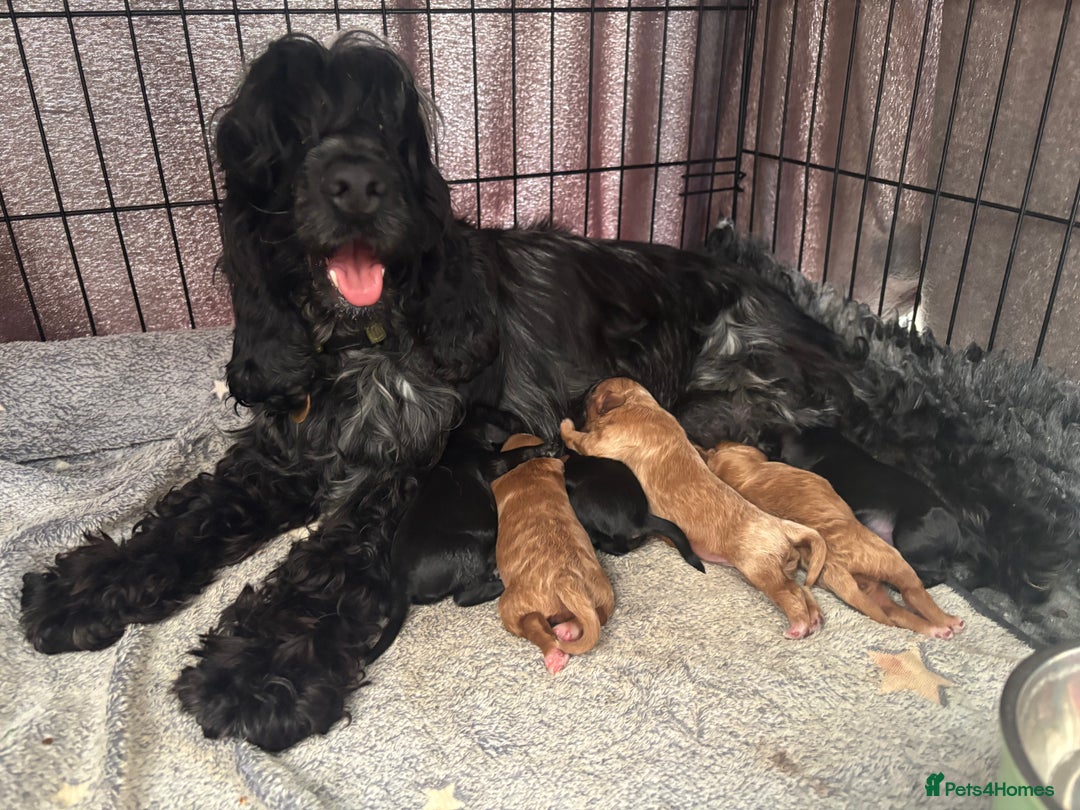 Cockapoo dogs for sale: TOY Cockapoo/ SHOW type F1 / License - Image 14