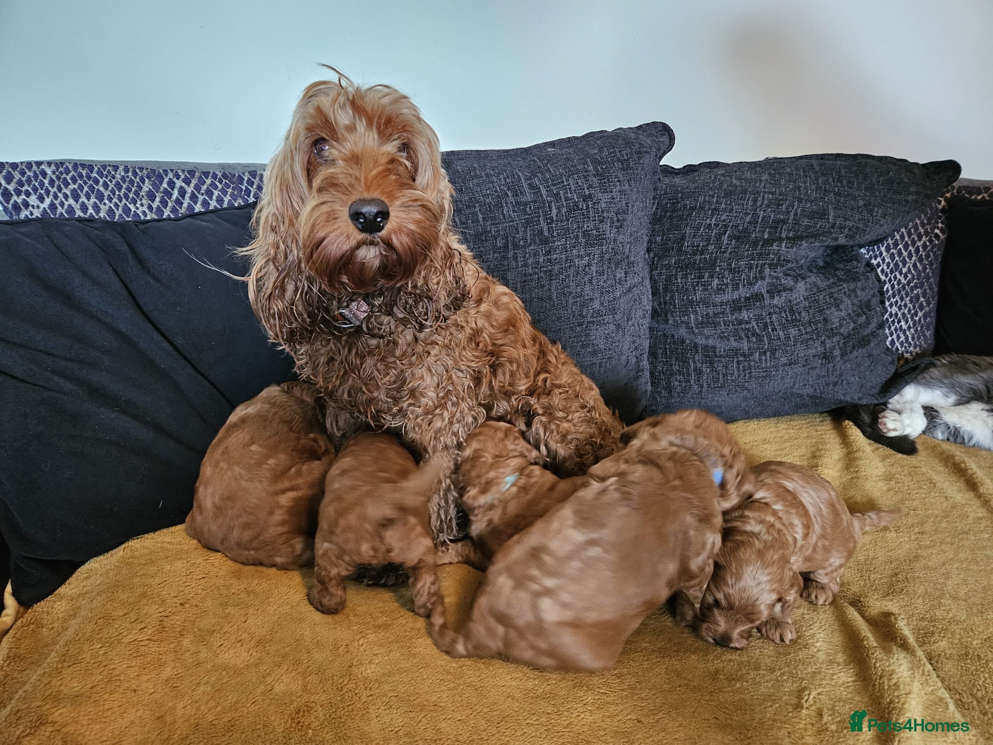 Cockapoo dogs Adorable F1b Red Cockapoos  - Advert 2