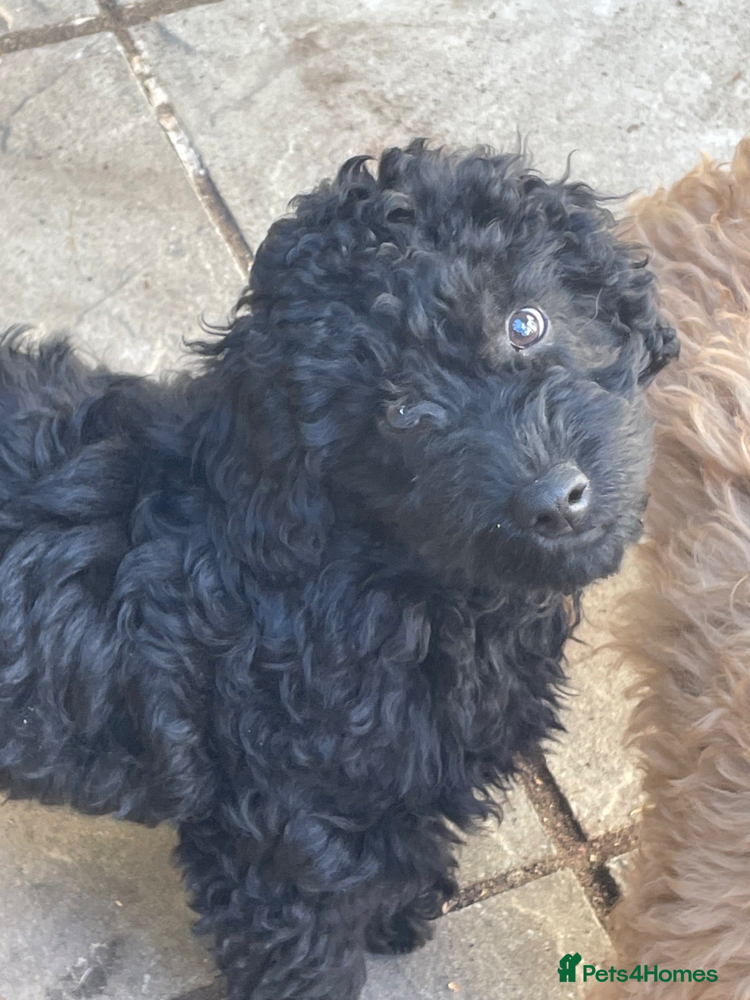 Labradoodle dogs F3 miniature labradoodles fully vac 2 boys left - Advert 2