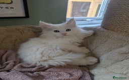 Maine Coon cats for sale: Beautiful polydactyl Maine coon girls  - Image 1