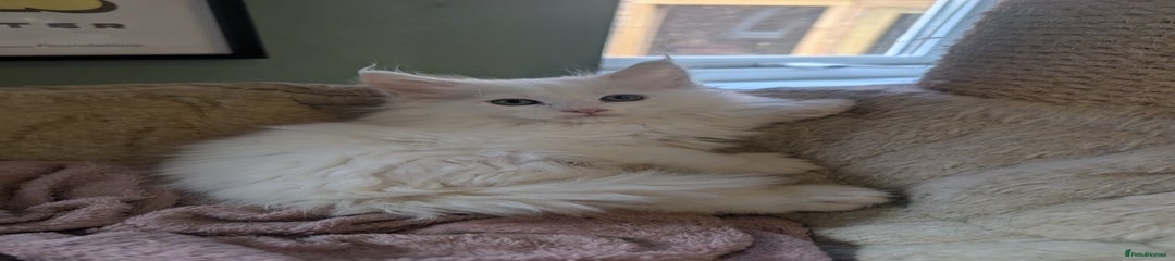 Maine Coon Kitten 1
