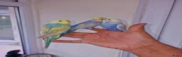 Budgerigars birds for sale: Super hand tamed baby budgies for sale  - Advert 17