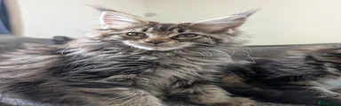 Brown (Black) Classic Tabby 