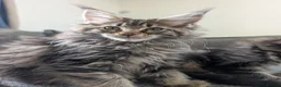 Maine Coon cats for sale: TICA Registered Maine Coon Kittens  - Advert 13