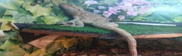 Bearded Dragon reptiles for sale: Breaded dragon with set up - Advert 1