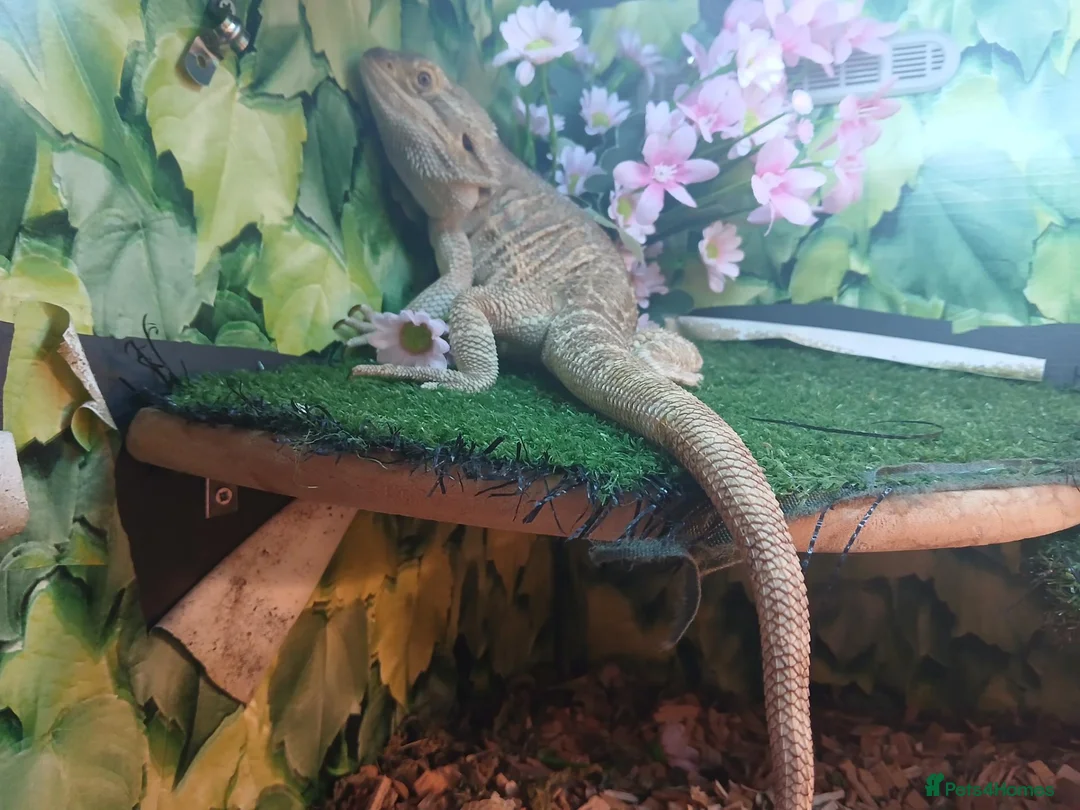 Bearded Dragon reptiles for sale: Breaded dragon with set up - Advert 1