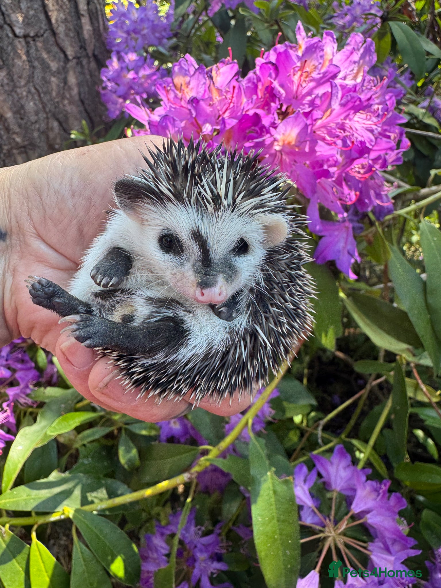 Pygmy Hedgehog rodents 8 week hoglets READY  with/ without set up  - Advert 2