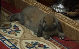 Mini Lop rabbits for sale: 🐰 Mini Lop 🐰 - Image 3