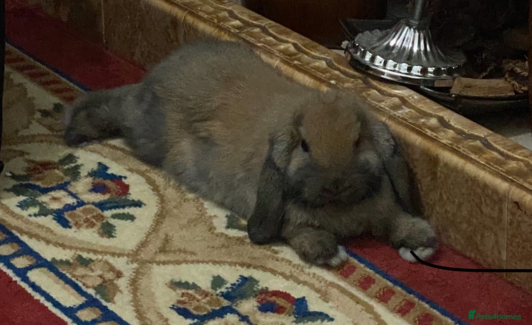 Mini Lop rabbits for sale: 🐰 Mini Lop 🐰 - Image 3