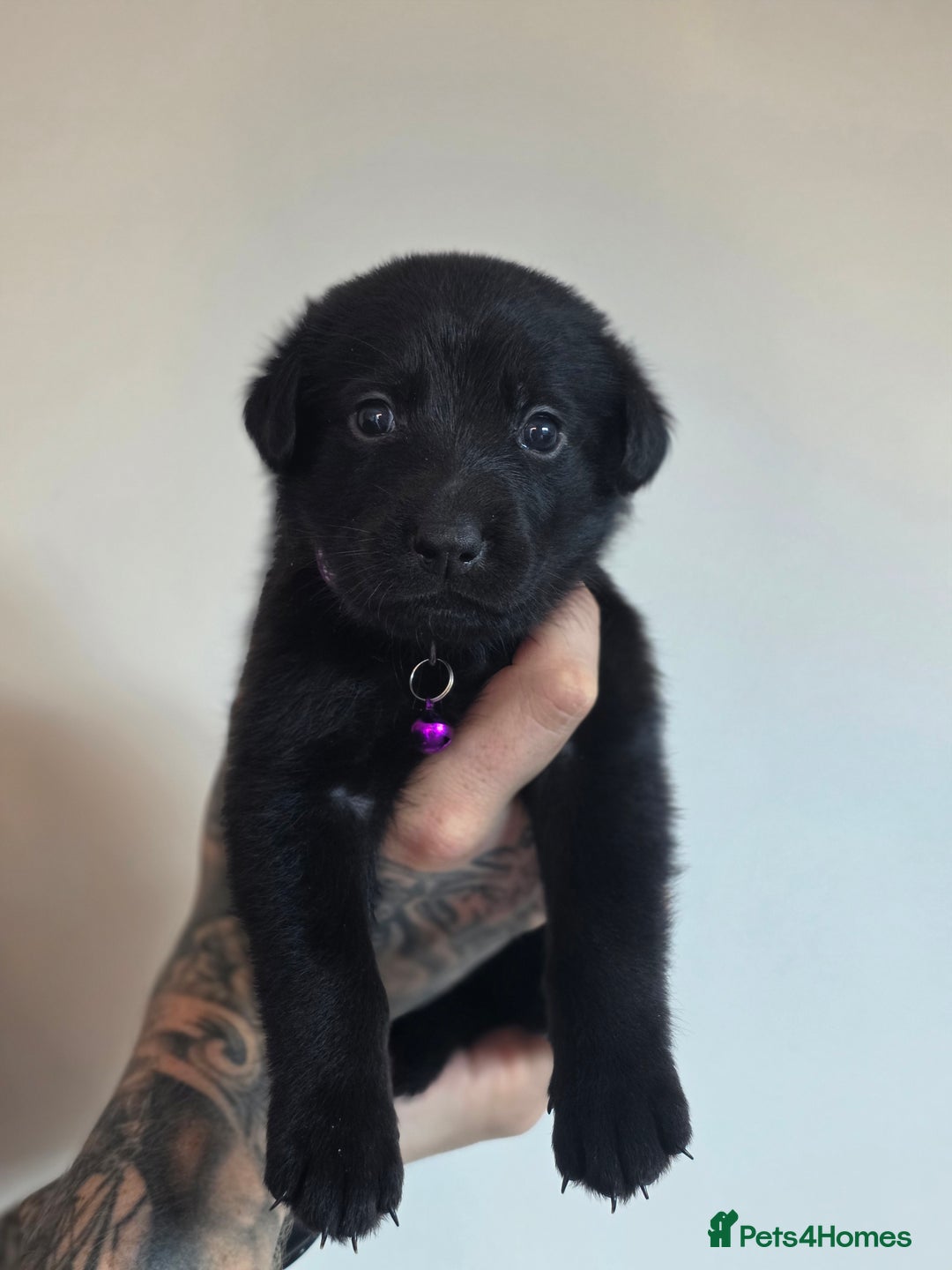 Mixed Breed dogs for sale: Sheprador Puppies - Image 6